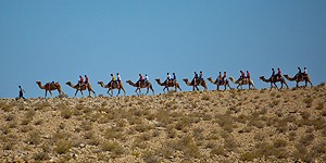 Kamelkarawane in der Negev © goisrael.de