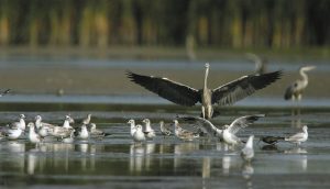 Naturpark Kopački rit  (c) Drazen Stojìiç