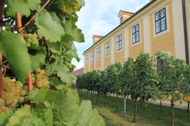 Auf der Suche nach dem kleinsten Weingarten Wiens