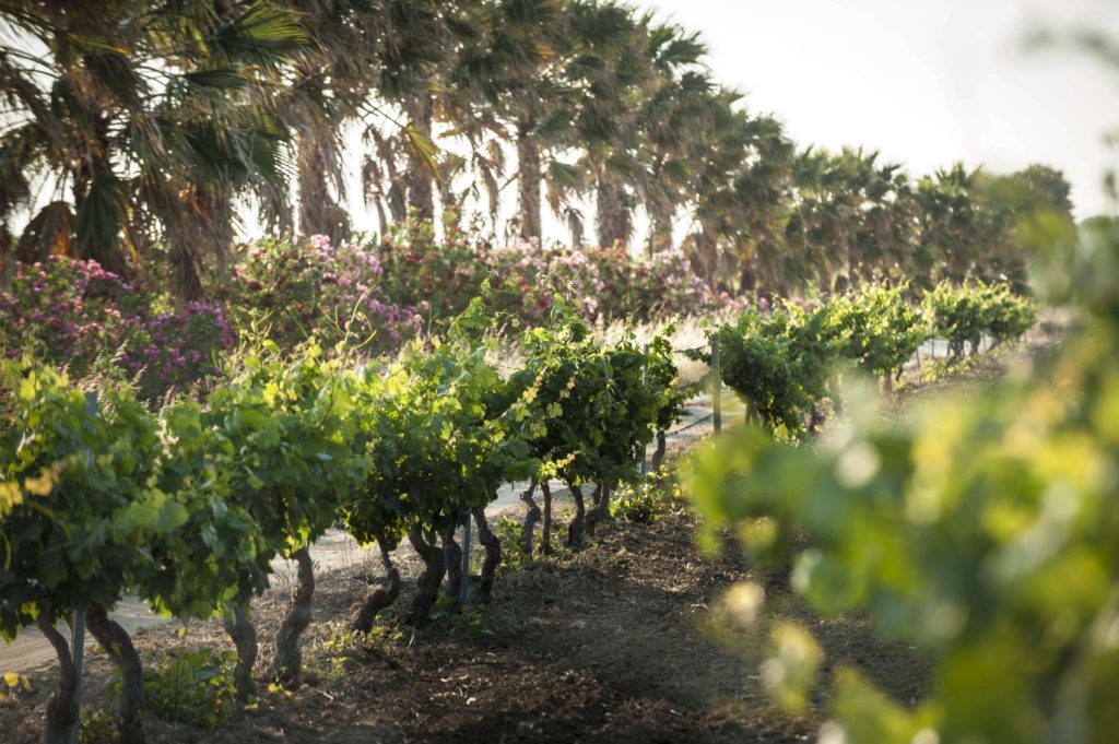 Auf dem Weingut Tenuta Gazzerotta der Familie Pellegrino © Cantine Pellegrino